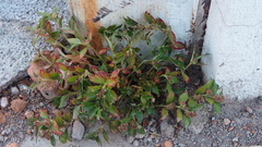 Euphorbia hirta