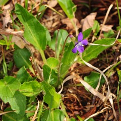 Viola fimbriatula