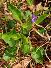 Viola fimbriatula