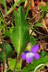 Viola fimbriatula