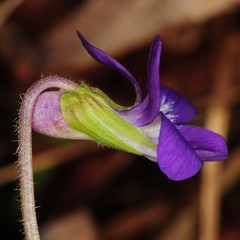 Viola fimbriatula