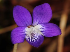 Viola fimbriatula