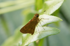 Oriens augustula