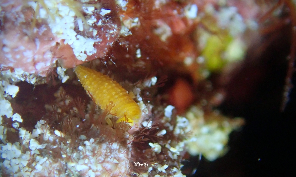 Euthymella lutea