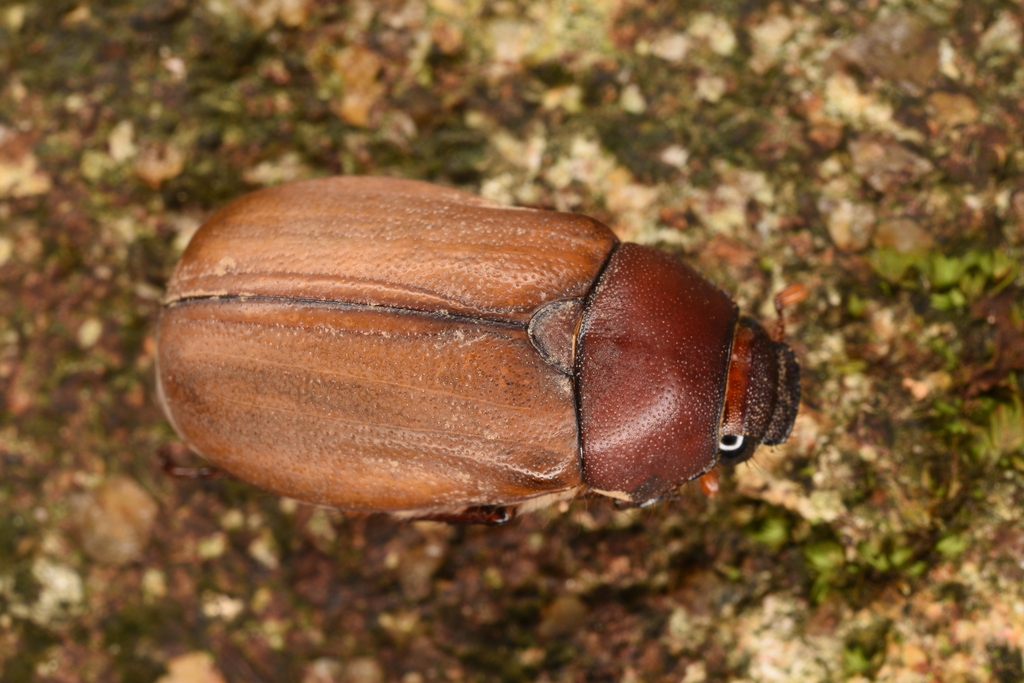 Holotrichia