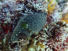 Alcyonidium nodosum