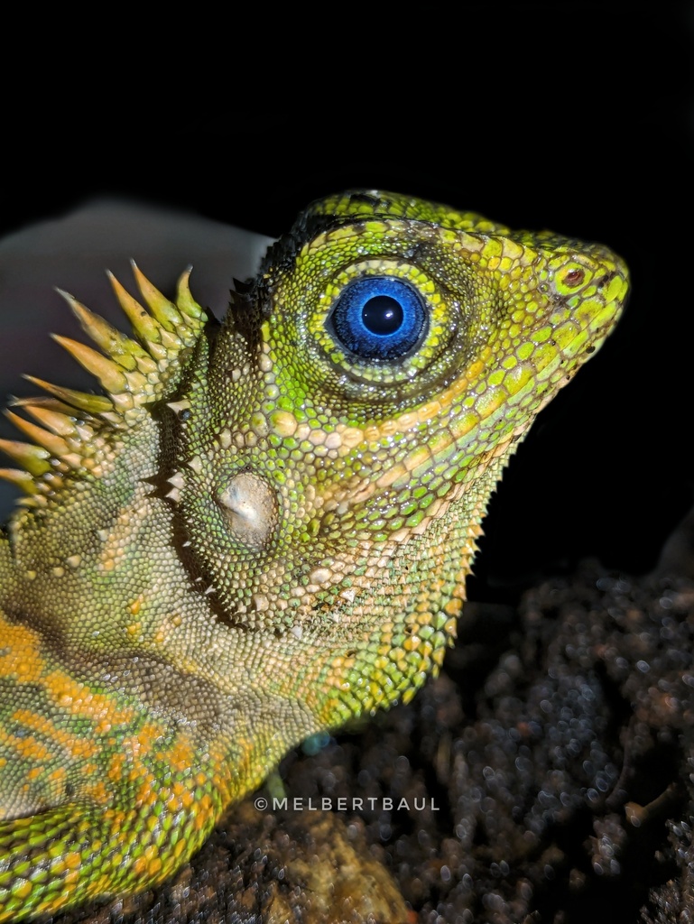 Boulenger's Forest Dragon