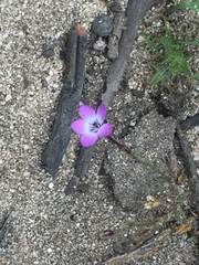 Gilia tenuiflora