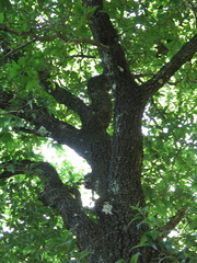 Quercus rysophylla