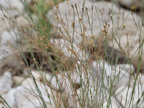 Image of Linum rupestre by (c) Bob Nieman, some rights reserved (CC BY)