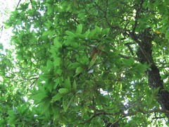 Quercus rysophylla