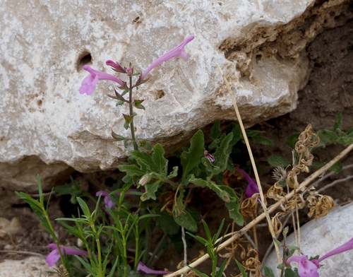 Image of Salvia summa by (c) Bob Nieman, some rights reserved (CC BY)