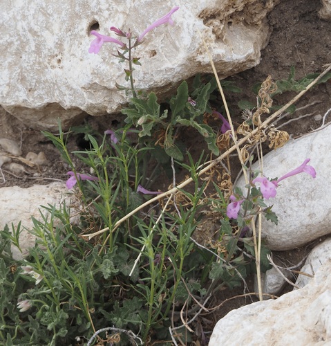 Image of Salvia summa by (c) Bob Nieman, some rights reserved (CC BY)