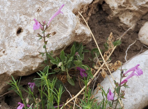 Image of Salvia summa by (c) Bob Nieman, some rights reserved (CC BY)