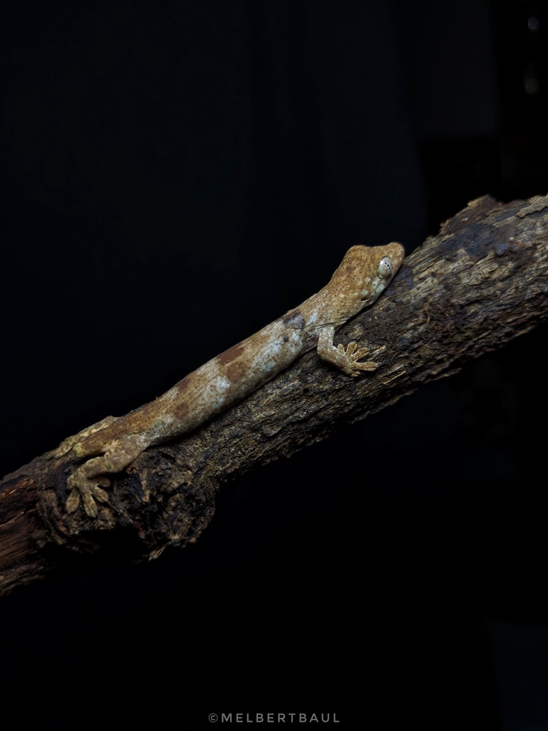 Zamboanga False Gecko