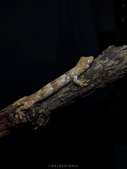 Zamboanga False Gecko photo 1