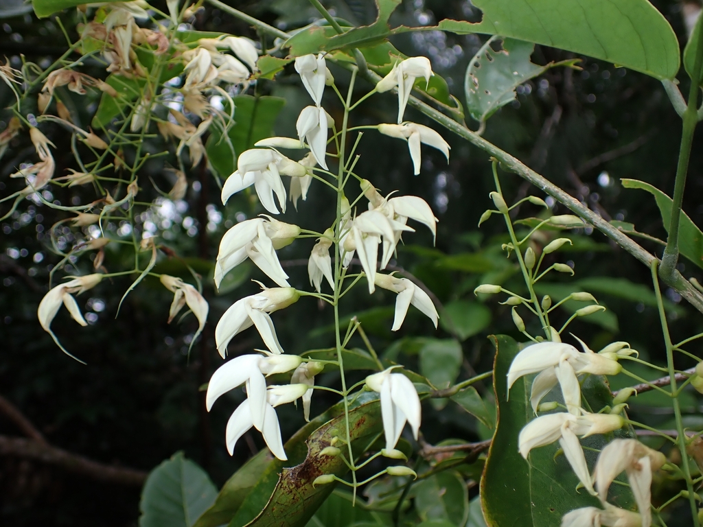 Arthroclianthus macrobotryosus