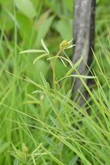 Lespedeza leptostachya