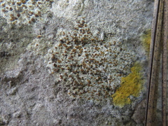 Protoblastenia incrustans