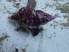 Lugubrilaria lugubris