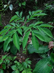 Amorphophallus prainii
