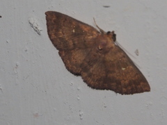 Sarobides inconclusa