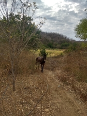 Equus asinus × caballus