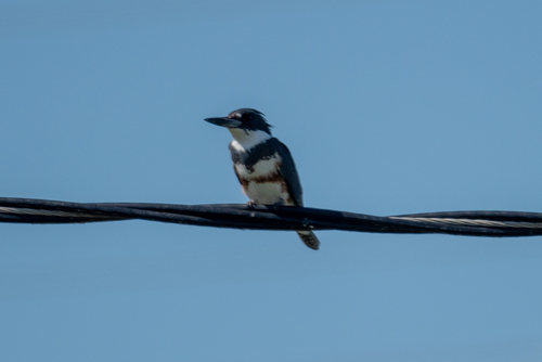 Belted Kingfisher photographed in California