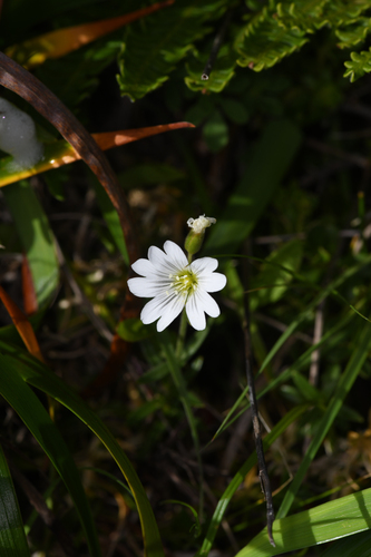 western field mouse-ear chickweed (Cerastium viride)