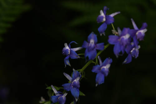 Delphinium bakeri, photograph 3