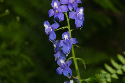 Delphinium bakeri, photograph 2