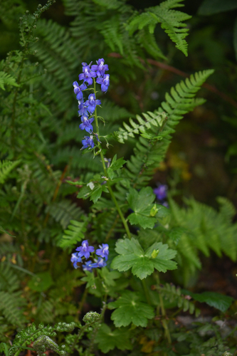 Delphinium bakeri