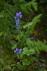Delphinium bakeri