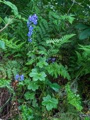 Delphinium bakeri, photograph (c) Trevor Van Loon, some rights reserved (CC BY)