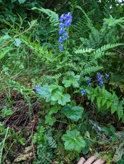Delphinium bakeri, photograph (c) Trevor Van Loon, some rights reserved (CC BY)