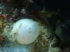 Lugubrilaria lugubris