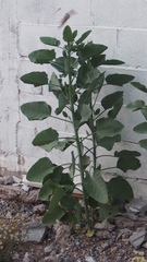 Nicotiana glauca