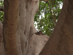 Bassariscus