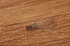 Kalotermitidae