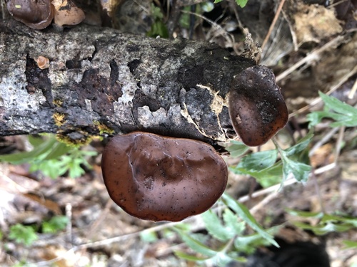 Wood ear fungi