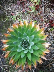 Paepalanthus