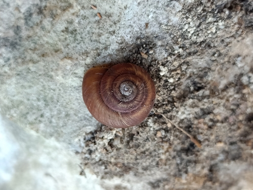 Cupedora patruelis observed 2024-04-21