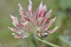 Trifolium macrocephalum