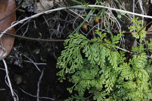 Sphenomeris chinensis iNat (3)