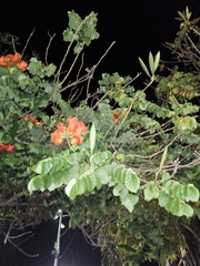 Spathodea campanulata