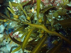 Anthophycus longifolius