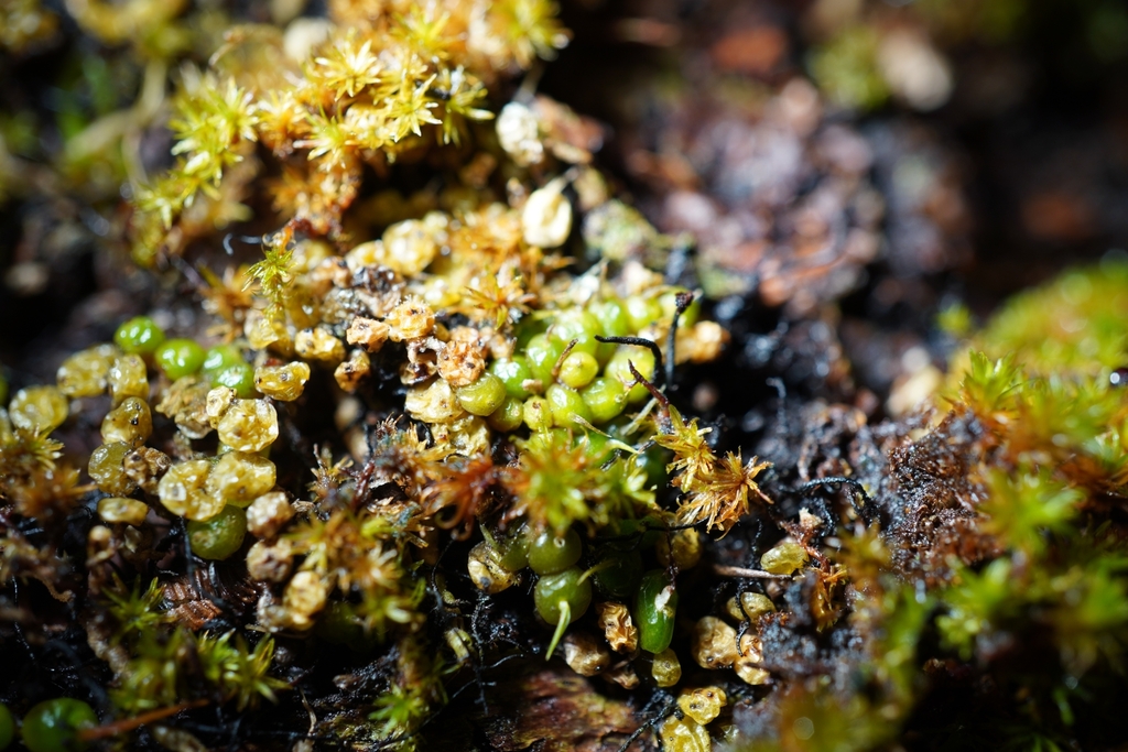 Bulbophyllum globuliforme Nicholls 3