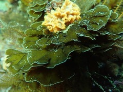 Exallosorus harveyanus