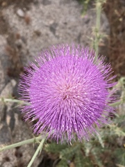 Cirsium neomexicanum