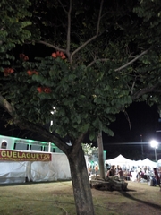 Spathodea campanulata